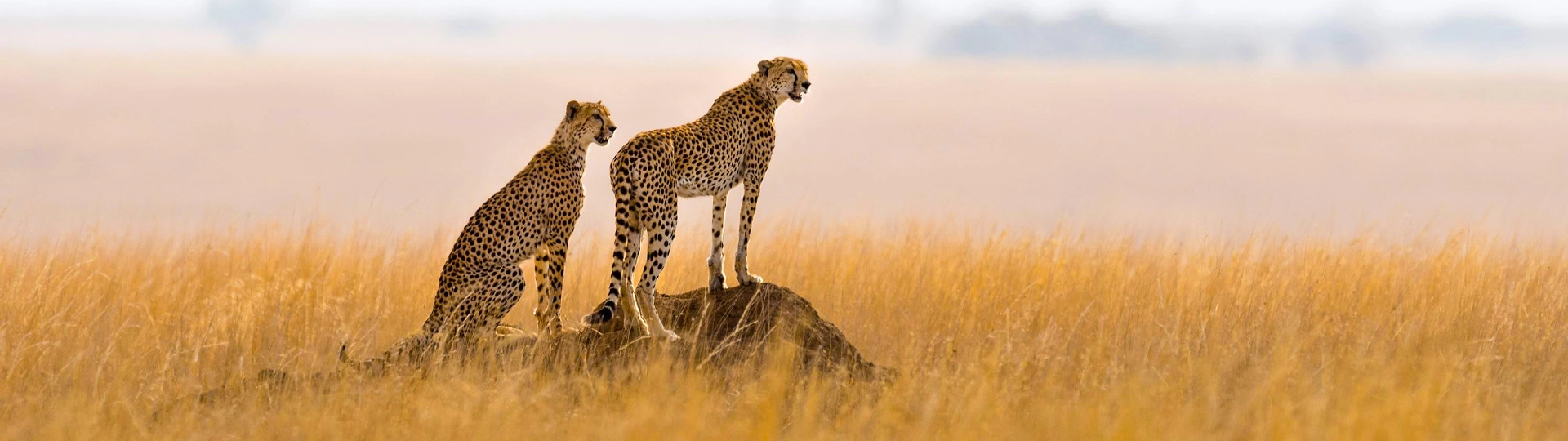 Cheetahs in Tanzania