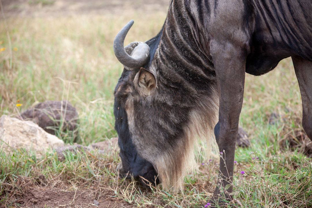 Luxury Safaris