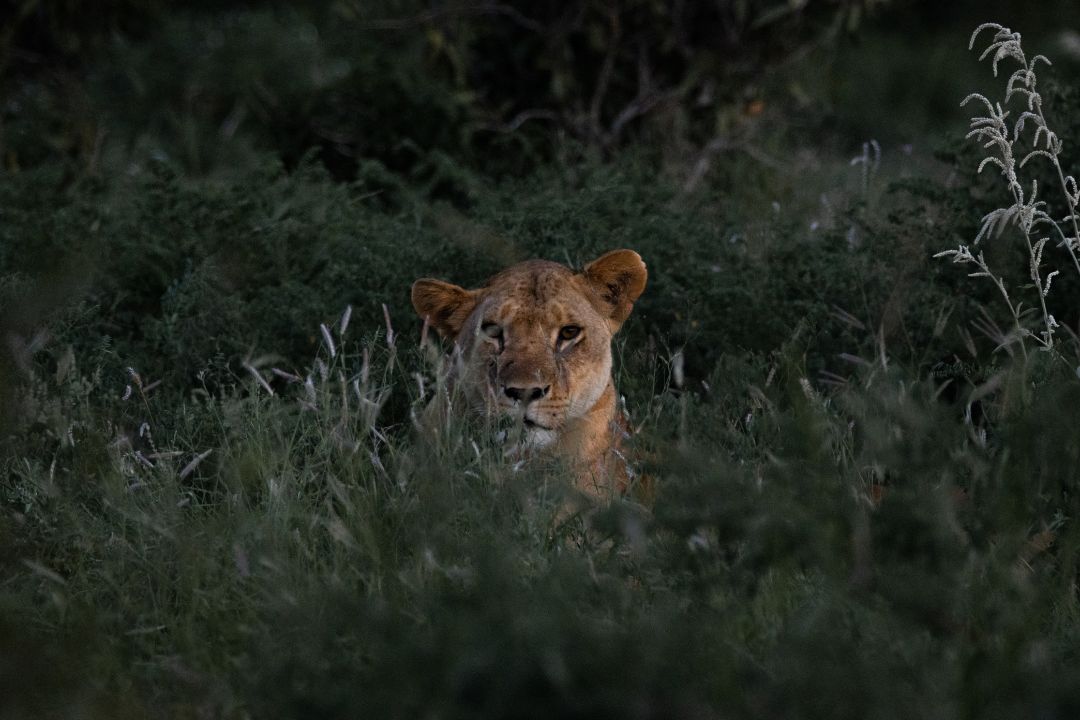 Classic Safaris