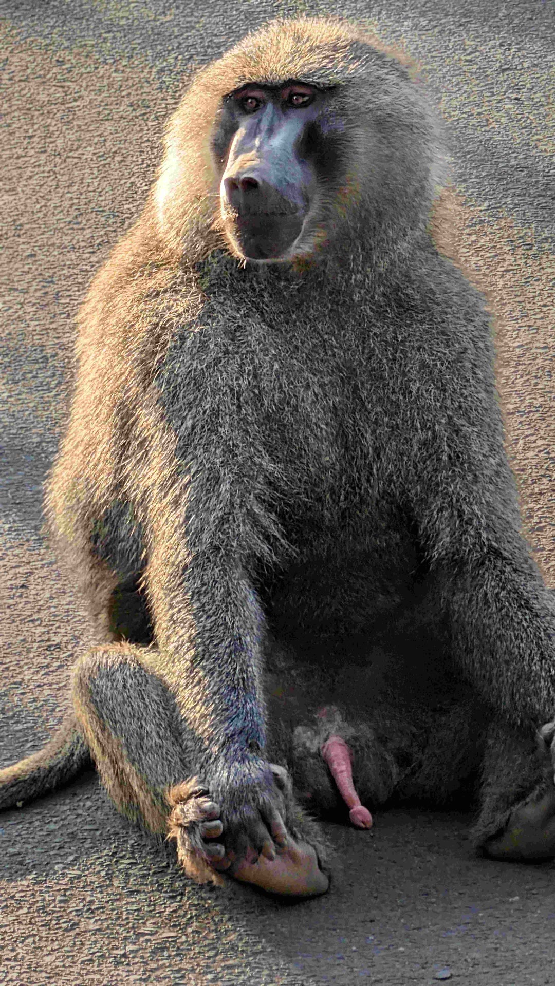 Baboon seen during a Tanzania safari