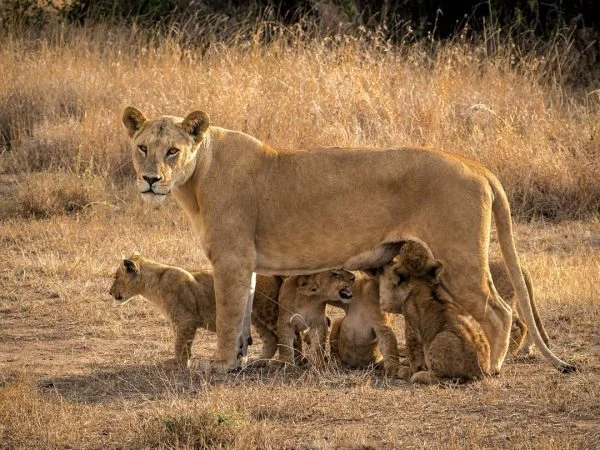 4-Day Northern Icons Safari
