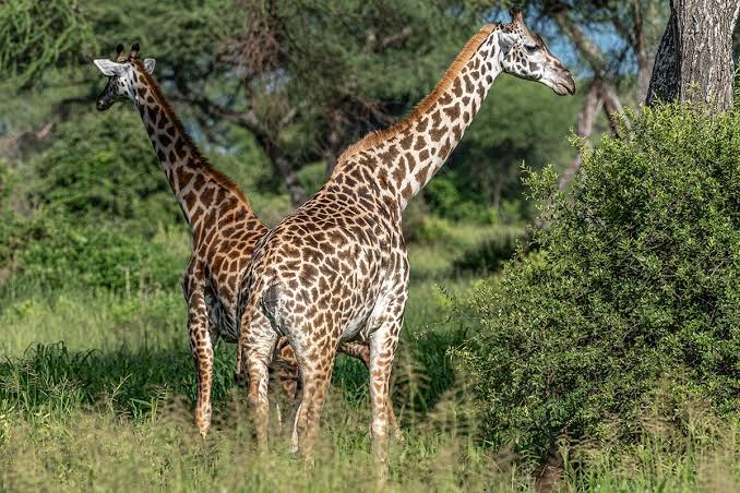What Makes a Good Tanzania Safari Vehicle? A Traveler's Checklist