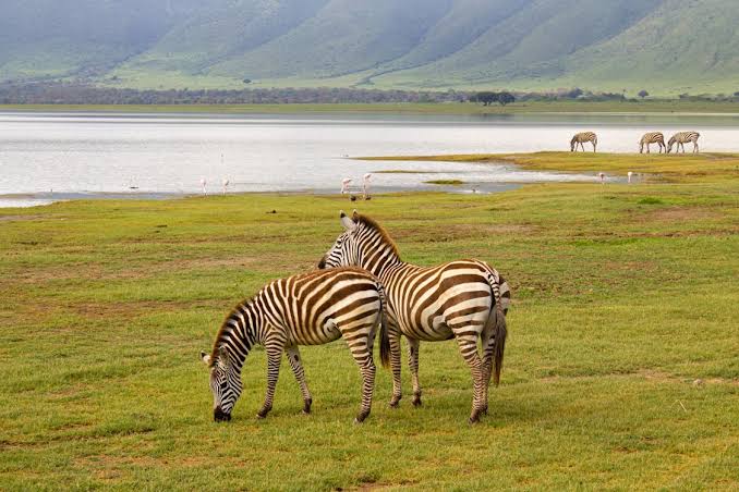 Serengeti Game Drive