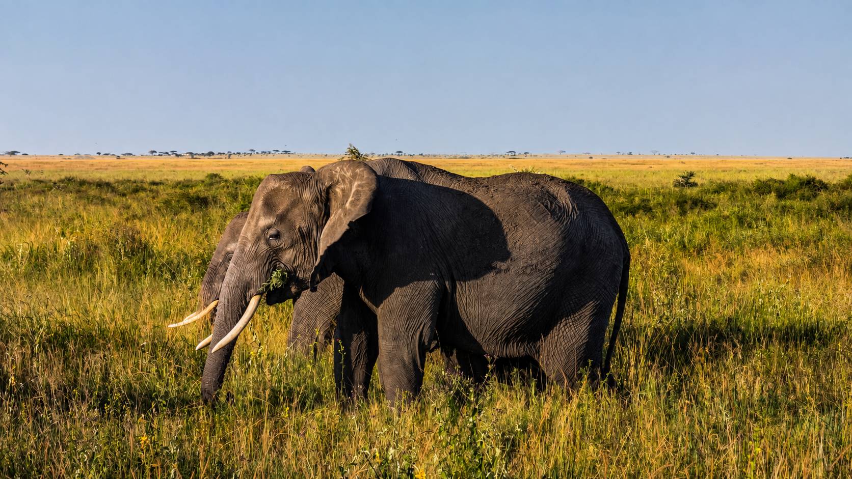 5-Day Big Five Classic Safari