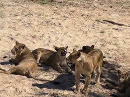 Tanzania Safari in the Dry Season: What Changes and What to Expect
