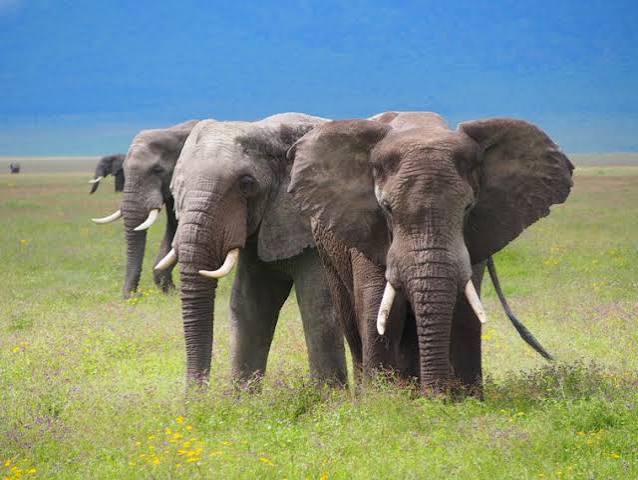Tarangire National Park