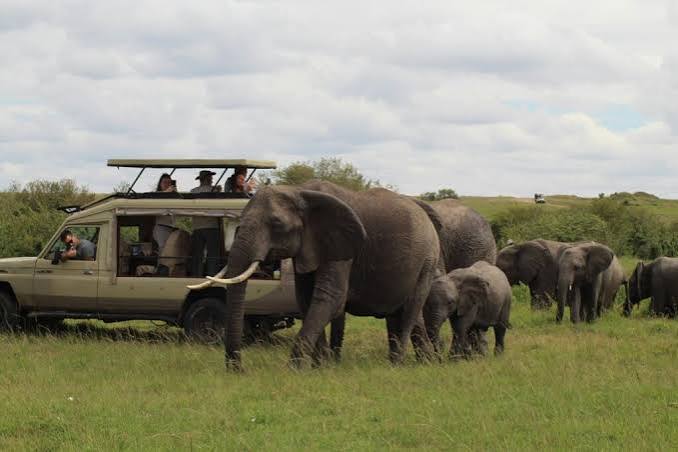 Why Book a Local Tanzania Safari Operator? 10 Practical Advantages